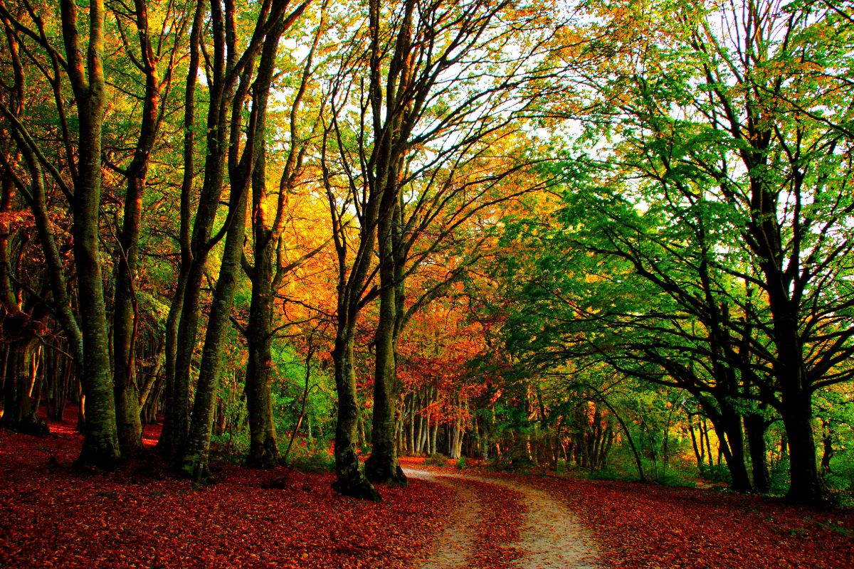 Centro Italia autunno foliage