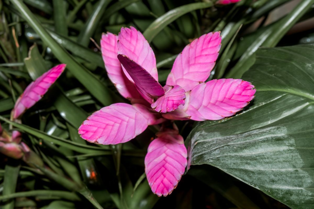 Consigli per prendersi cura della Tillandsia cyanea