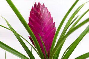 Come curare la Tillandsia cyanea