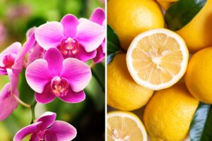 Limone per far fiorire le orchidee