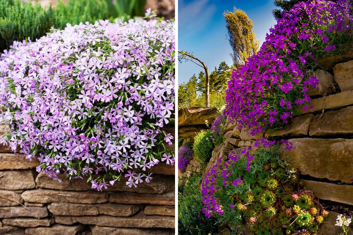 Phlox strisciante in giardino