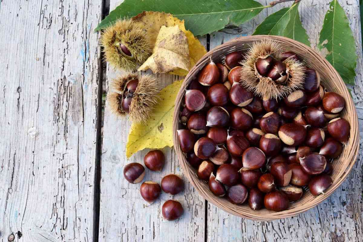 in che modo si riconoscono le castagne migliori