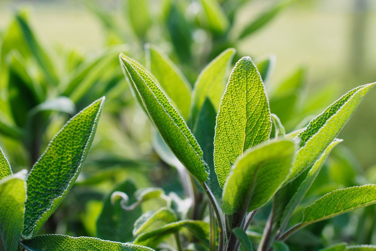 profumo della salvia come preservarlo