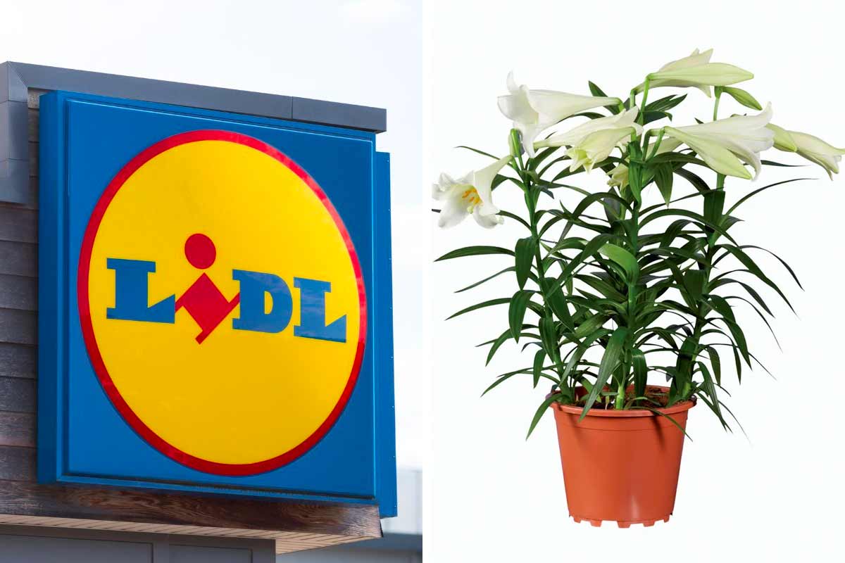 piante del weekend Lidl