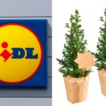 piante natalizie settimana Lidl