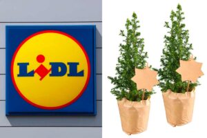 piante natalizie settimana Lidl